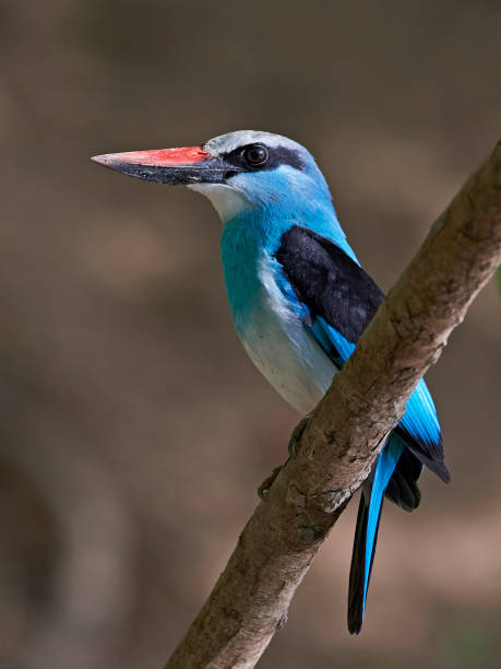istock Blue-breasted kingfisher (Halcyon malimbica) 1143978329