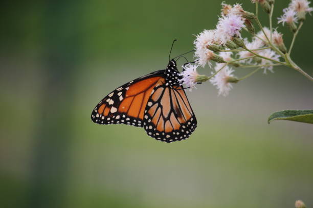 istock Butterfly and Flowers 1143978512