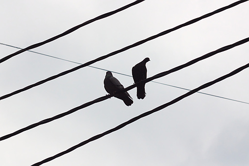 two pigeons sitting on the wires