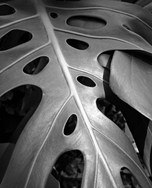 istock dark monochrome large tropical leaf with holes tropical background image 1143979589