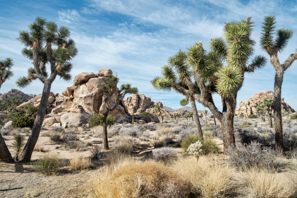 parc national de joshua tree - mojave yucca photos et images de collection