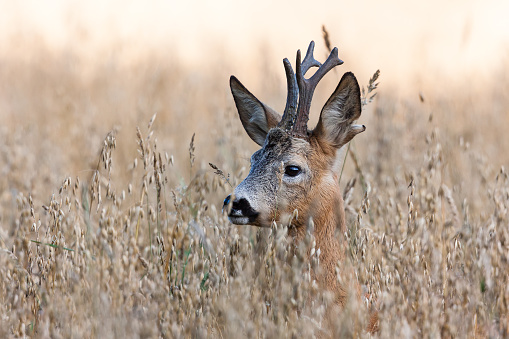 Roe deer buck standing in a meadow on a foggy morning