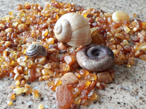 istock Amber shell stock photo 1143980594