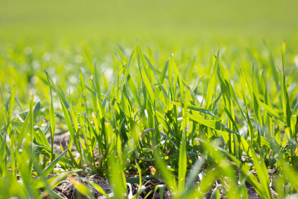 istock field of young green grass, closeup. 1143980631