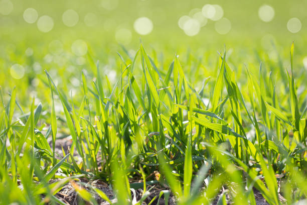 istock field of young green grass, closeup. 1143980729