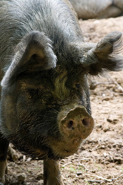 Berkshire Pig  berkshire pig stock pictures, royalty-free photos & images