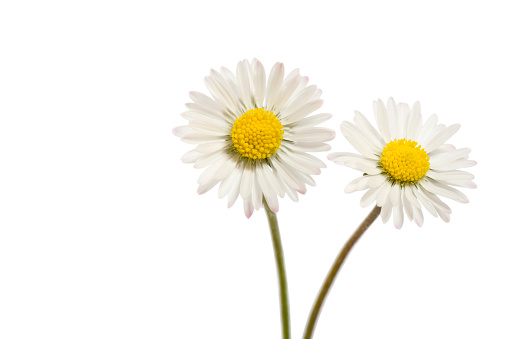 Two Bellis perennis flowers isolated on white