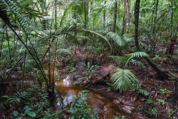 Rainforest jungle stock photo