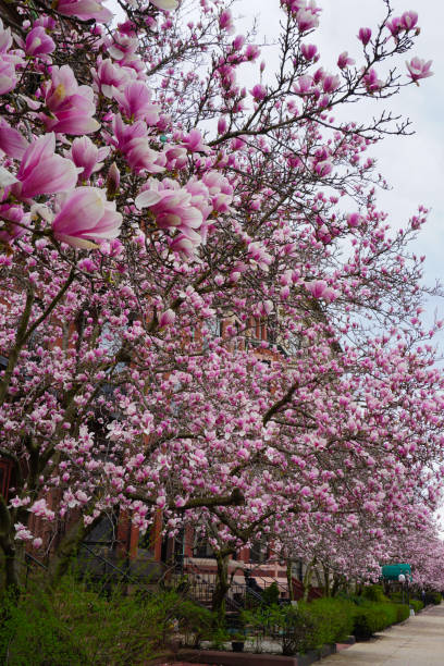 istock Street Lined With Blooming Magnolia Flowers on Trees 1143985395