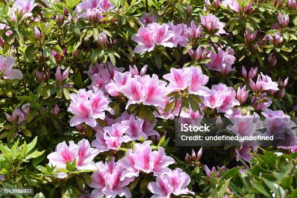 Azalea Blossoms Stock Photo - Download Image Now - Azalea, Beauty, Blossom