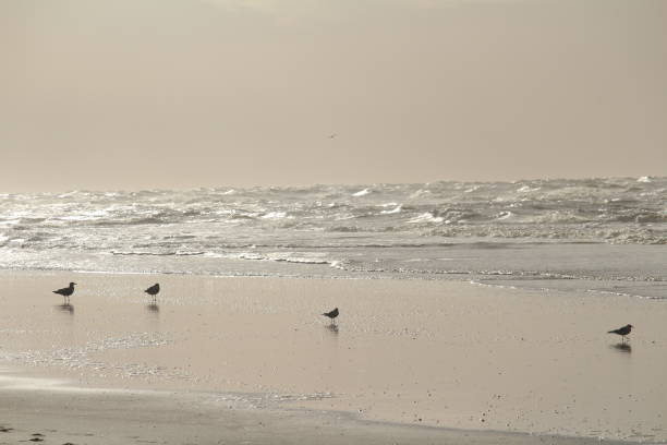 istock Seagulls at the beacht 1143987847