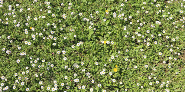 istock daisies blooming on a green meadow in the spring 1143988274