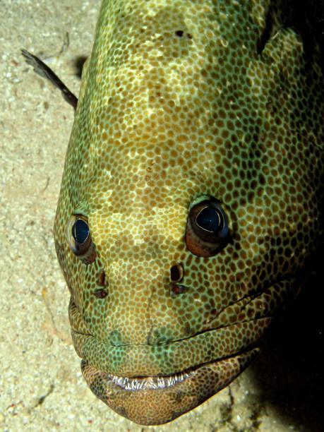 istock Marble Grouper (Epinephelus microdon). Taking in Red Sea, Egypt. 1143990117
