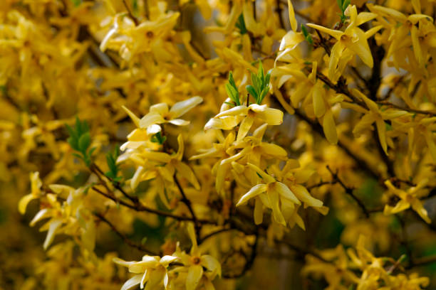 Closeup of yellow forsythia flowers stock photo