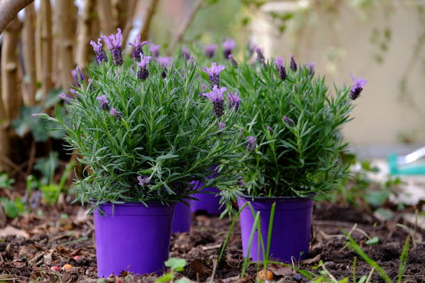 planta de lavanda en una maceta. - lavanda planta fotografías e imágenes de stock