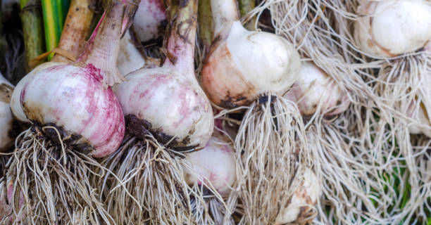 istock garlic a lot of heads 1143990253