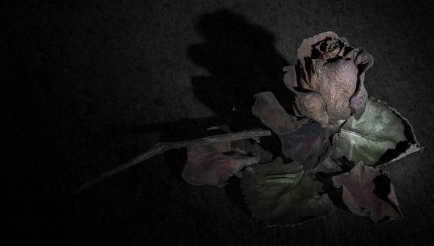 Black Dead Roses 860+ Withered Dead Black Rose Stock Photos, Pictures & Royalty-Free ...