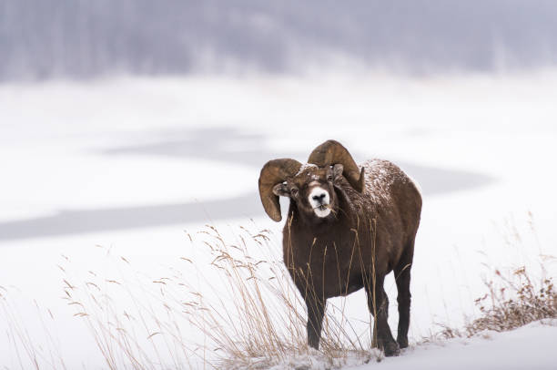 robson rocha - bighorn sheep ram sheep winter - fotografias e filmes do acervo