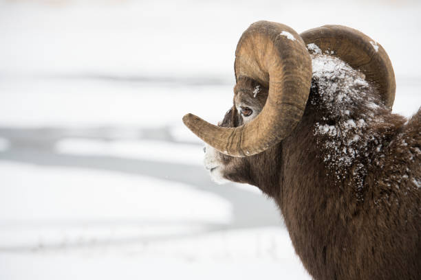 robson rocha - bighorn sheep ram sheep winter - fotografias e filmes do acervo