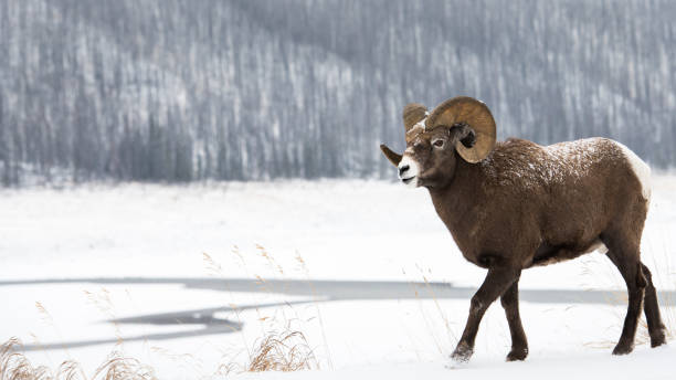 robson rocha - bighorn sheep ram sheep winter - fotografias e filmes do acervo