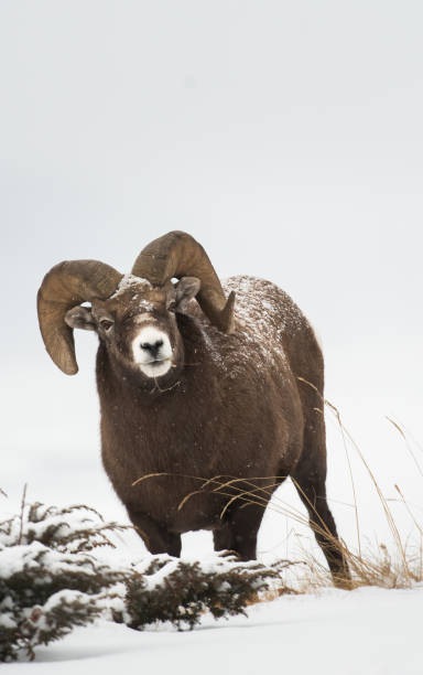 robson rocha - bighorn sheep ram sheep winter - fotografias e filmes do acervo