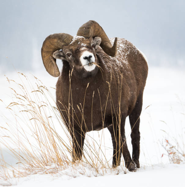 robson rocha - bighorn sheep ram sheep winter - fotografias e filmes do acervo