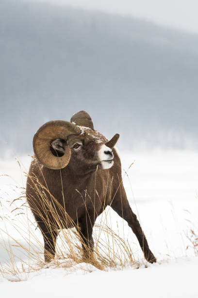 robson rocha - bighorn sheep ram sheep winter - fotografias e filmes do acervo