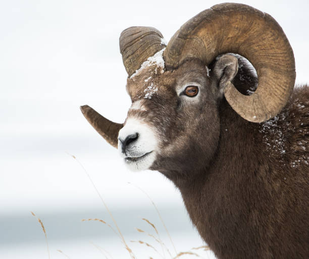 robson rocha - bighorn sheep ram sheep winter - fotografias e filmes do acervo