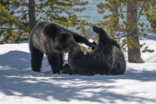 istock Grizzly bears playing, fighting, wresting in the snow 1143992053