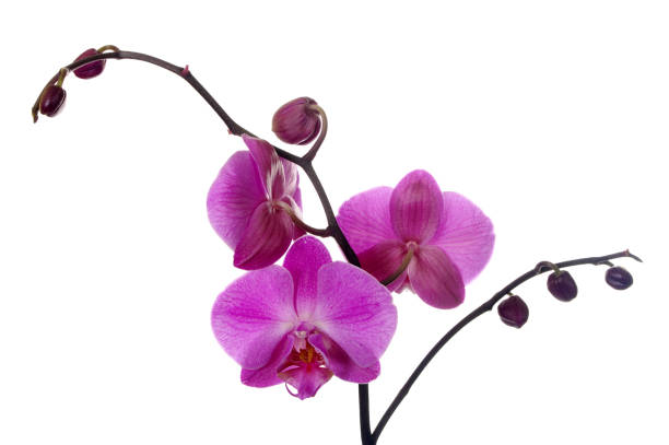 istock Moth Orchid Phalaenopsis Plant And Flowers 114399272