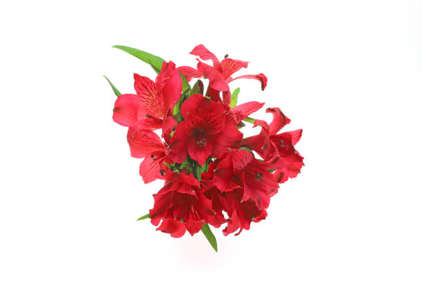 istock alstroemeria in a white background 1143992898