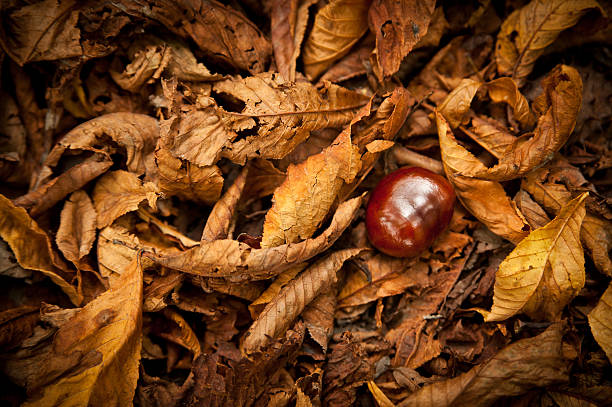 istock Chestnut in a Autumn Foliage 114399291