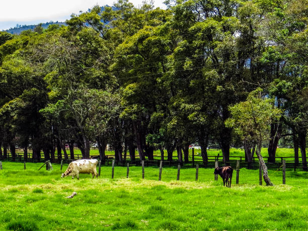 istock Two cows in a paddock with trees and fence 1143994256