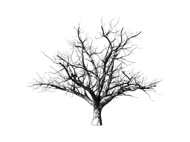 Engraved winter dry tree isolated on white BG Monochrome engraving drawing dead tree illustration isolated on white background old tree stock illustrations