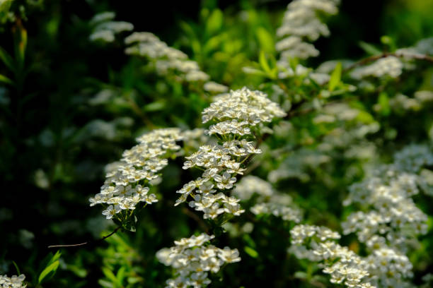 istock white flowering shrub or bush 1143995442