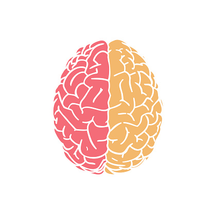 Hemispheres brain in top view flat icon drawing illustration isolated on white background