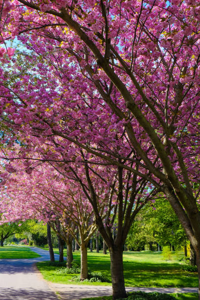 istock flowering cherry trees in the park 1143995531