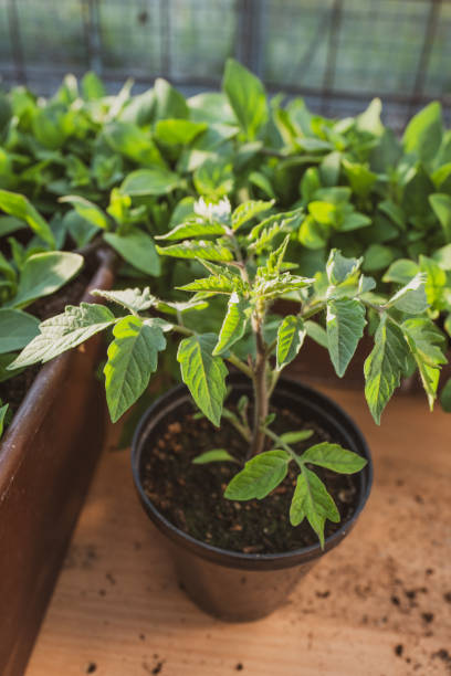 istock Tomato  Green Plant, Leaves Growing 1143996407