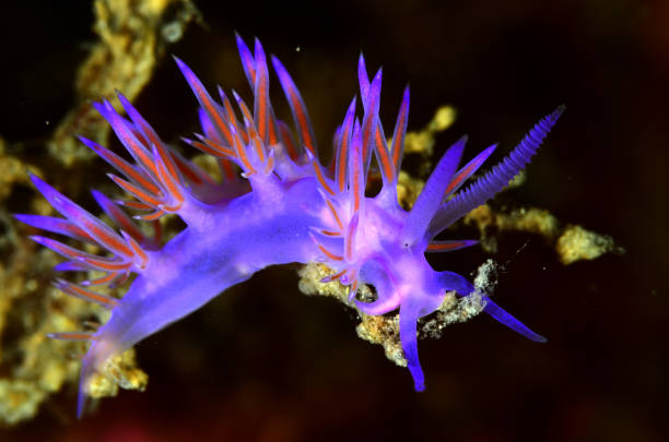 istock underwater macro photography 1143996951