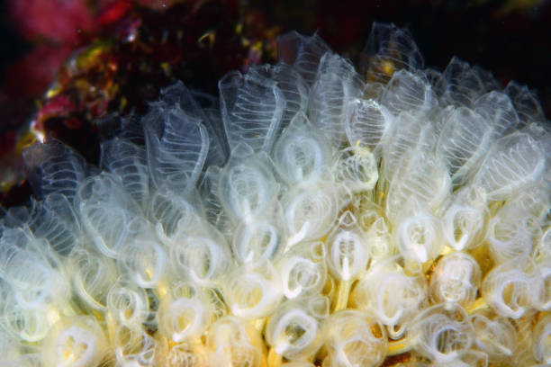 makro fotografering under vattnet - ascidiacea bildbanksfoton och bilder