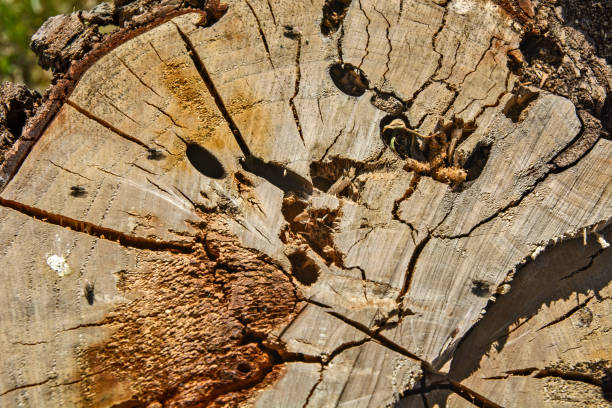 istock Rotten hawthorn wood 1143998069