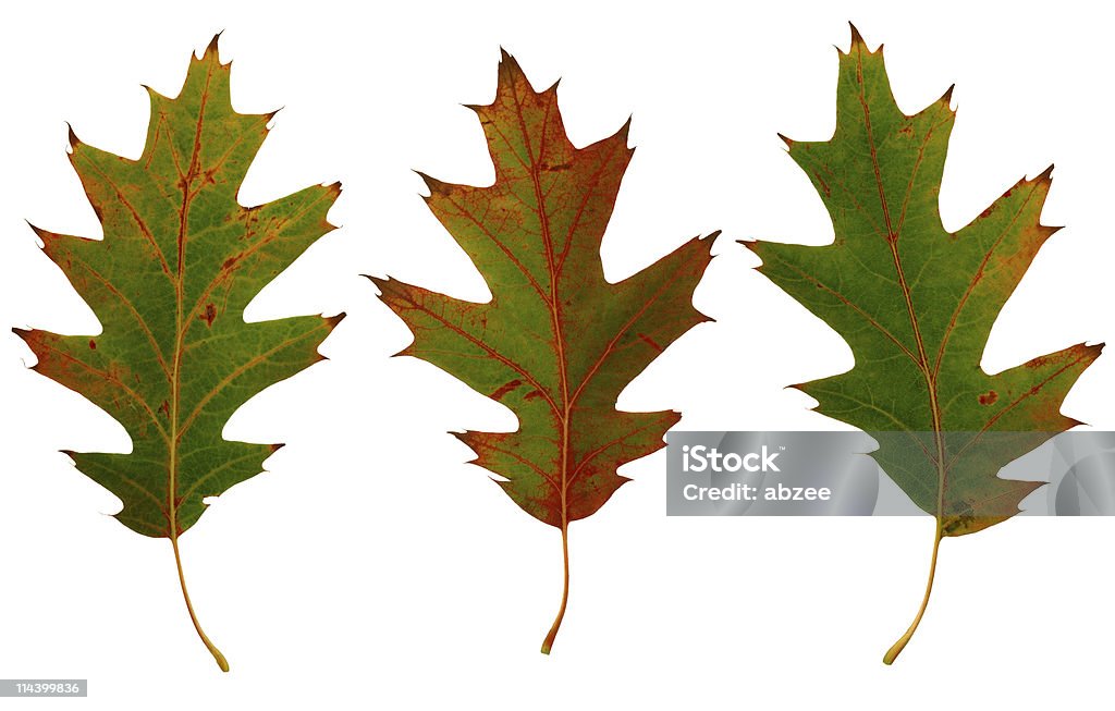Drei Herbst Blätter - Lizenzfrei Ansicht aus erhöhter Perspektive Stock-Foto