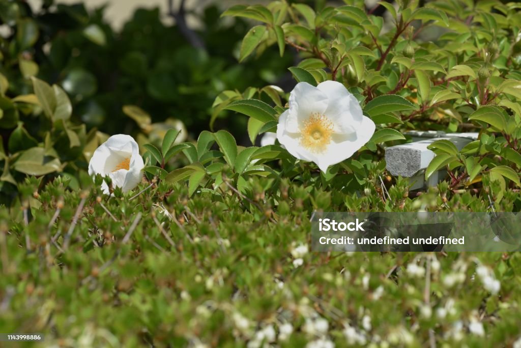 Cherokee rose blossoms Cherokee rose blossoms / Rosa laevigata Beauty Stock Photo