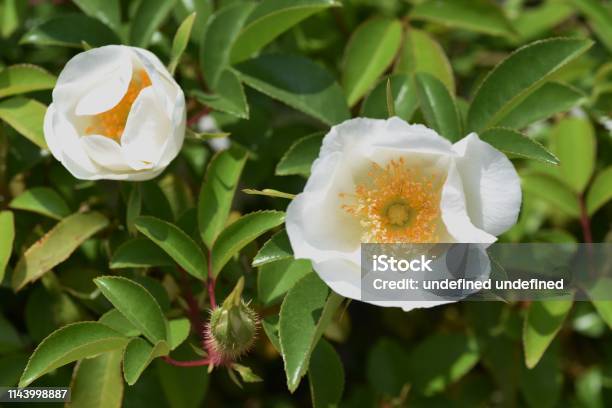 Cherokee Rose Blossoms Stock Photo - Download Image Now - Beauty, Blossom, Blue