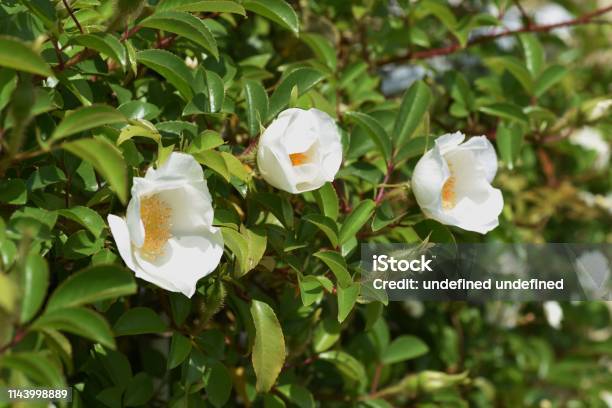 Cherokee Rose Blossoms Stock Photo - Download Image Now - Beauty, Blossom, Blue