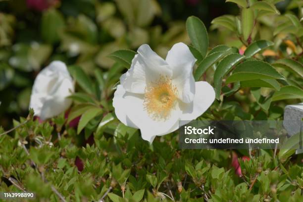 Cherokee Rose Blossoms Stock Photo - Download Image Now - Rose - Flower, Flower, Beauty