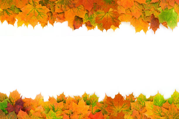 istock Frame of Autumn leaves on white with natural shadow 114399915