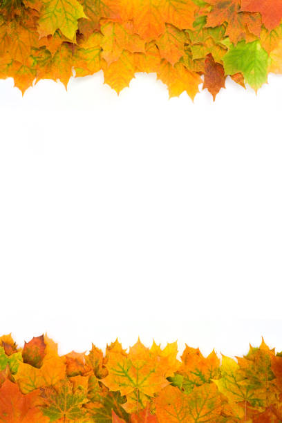 istock Frame of Autumn leaves on white with natural shadow 114399917