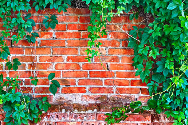 istock brick wall overgrown with ivy in the background 1143999830
