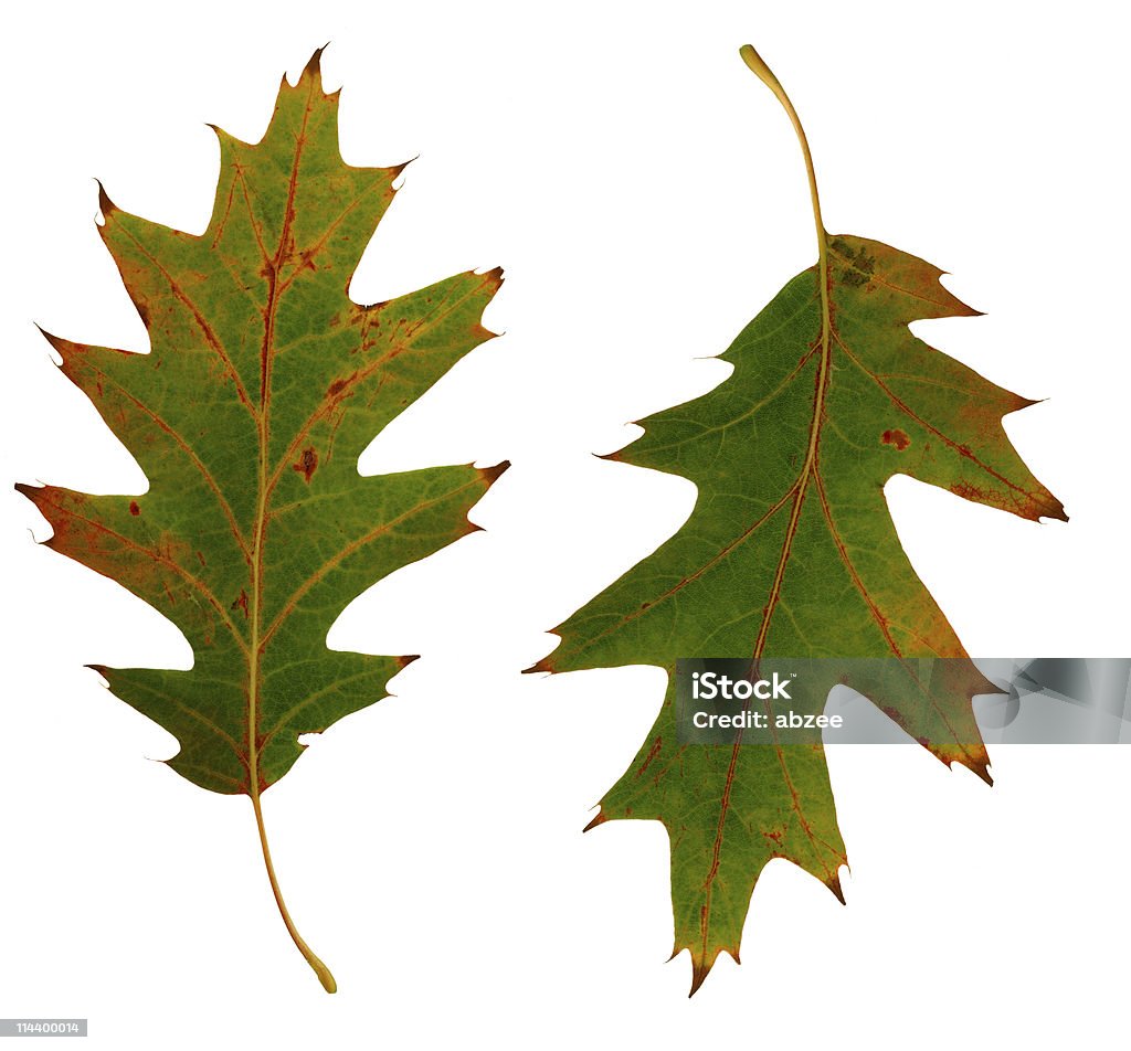 Zwei Herbst Blätter - Lizenzfrei Ansicht aus erhöhter Perspektive Stock-Foto